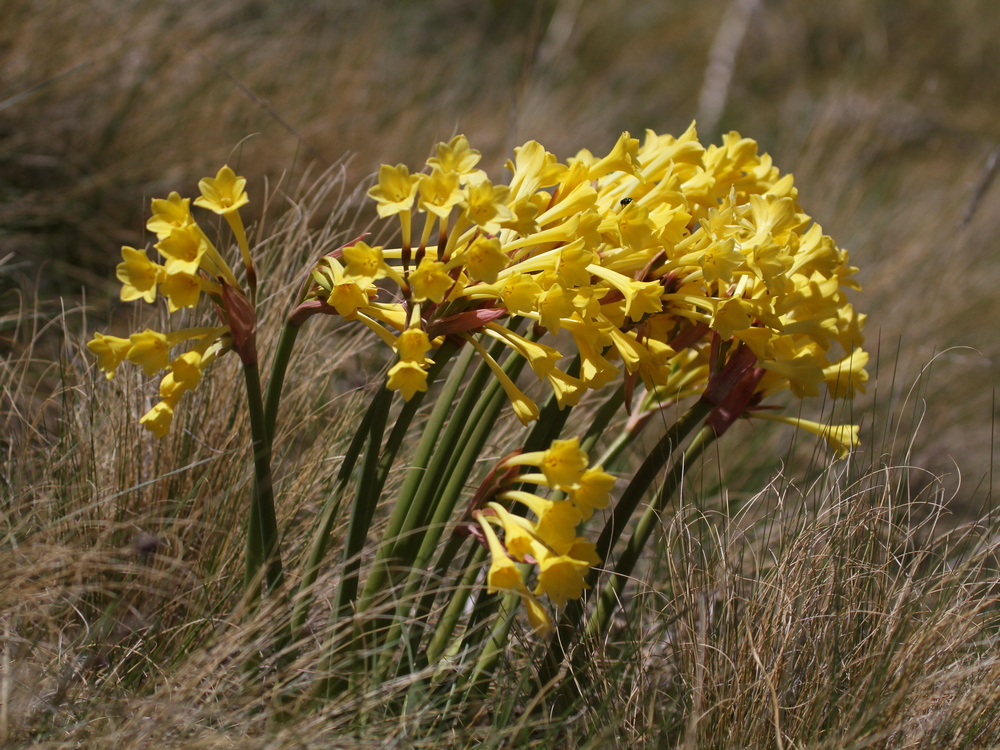 Cyrtanthus flanaganii