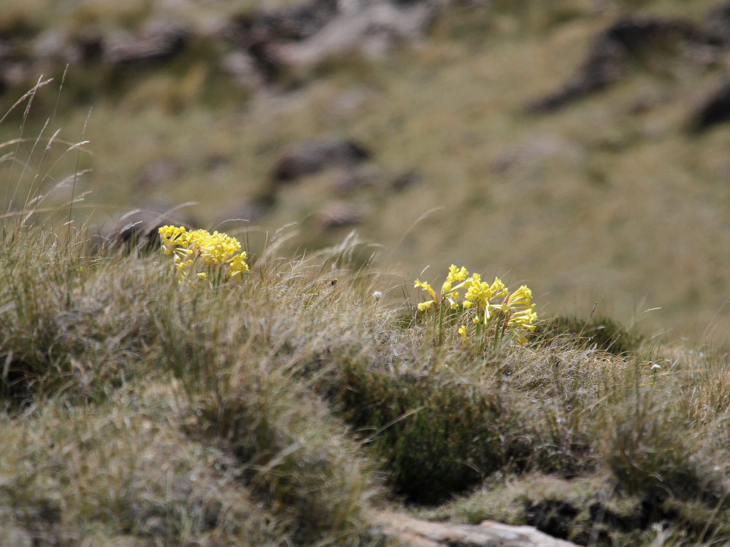 Cyrtanthus flanaganii - Image 3