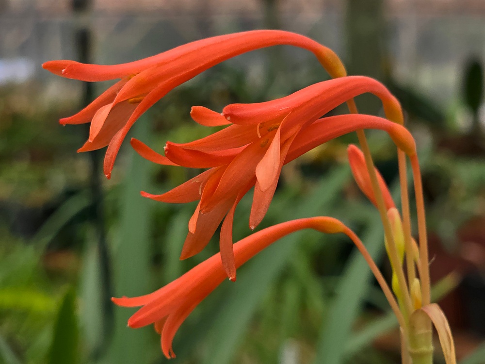 Cyrtanthus pondoensis