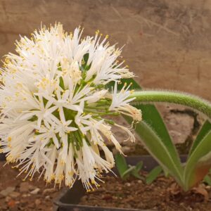 Haemanthus humilis 'white'