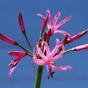 Nerine filifolia