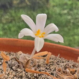 Gethyllis gregoriana